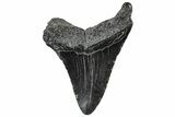 Fossil Megalodon Tooth - South Carolina #306254-1